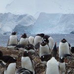 Antarctica by Meryl (35)