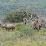 South Africa by Meryl (10)