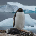 Antarctica by Meryl (19)
